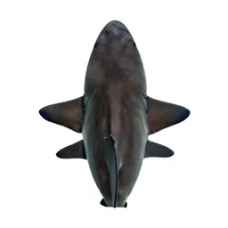 Carpet shark