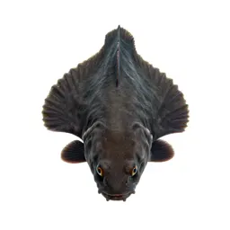 Cartilaginous fish