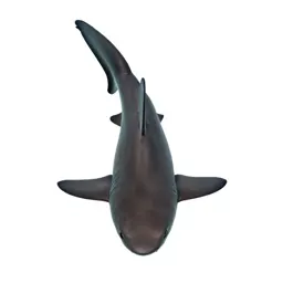 Cat shark