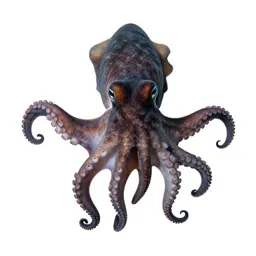 Cephalopod
