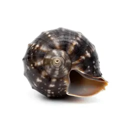 Chambered nautilus