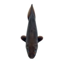 Chimaera
