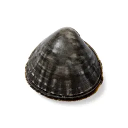 Clam