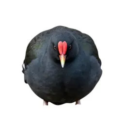 Cockle