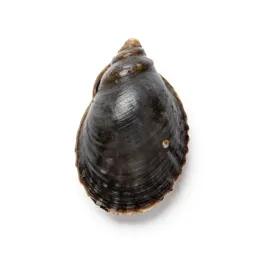 Common limpet