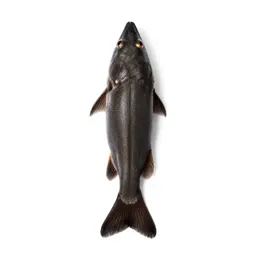 Common shiner