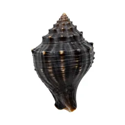 Conch