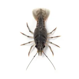 Copepod