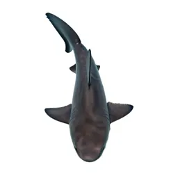 Cow shark
