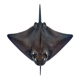 Cownose ray