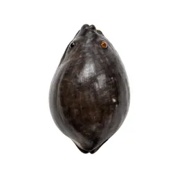 Cowrie
