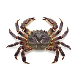 Crab