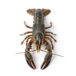 Crayfish