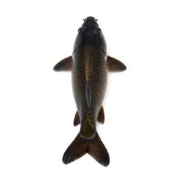 Crucian carp