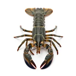 Crustacean