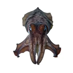 Cuttlefish