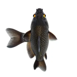 Cyprinid
