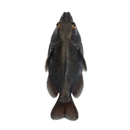 Cypriniform fish