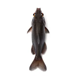 Cyprinodont