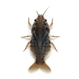 Daphnia