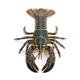 Decapod crustacean