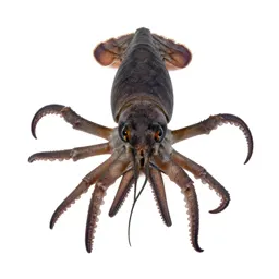 Decapod