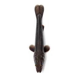 Deepwater pipefish