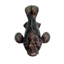 Deepwater squirrelfish