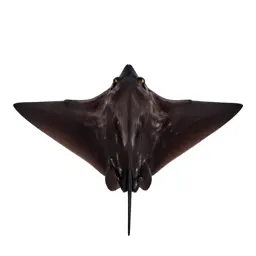 Devil ray