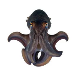 Dibranchiate