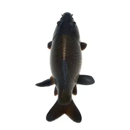 Domestic carp
