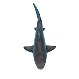 Dusky shark