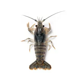 Fairy shrimp