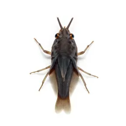 Fish louse