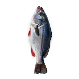 Flagfish