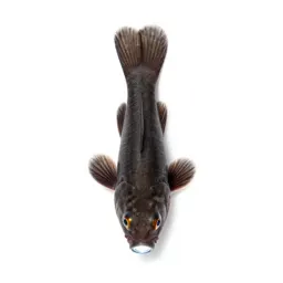 Flashlight fish