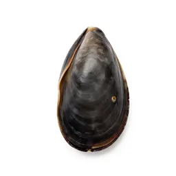 Freshwater mussel