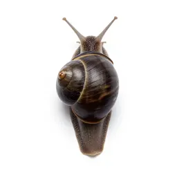 Garden snail