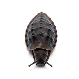 Gastropod
