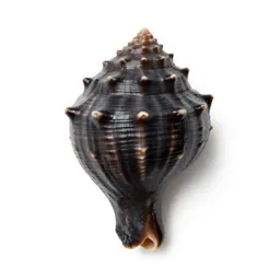 Giant conch
