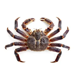 Giant crab