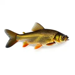 Golden shiner