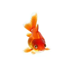 Goldfish