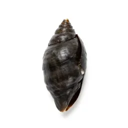 Goose barnacle