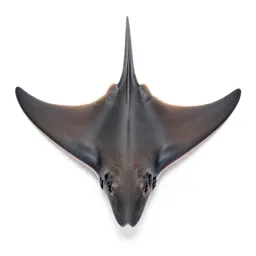 Grey skate