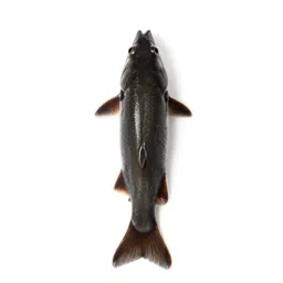 Gudgeon