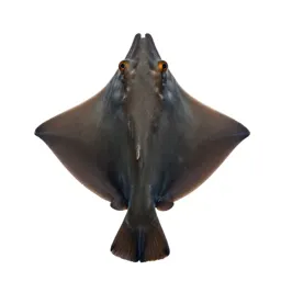 Guitarfish