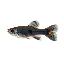Guppy