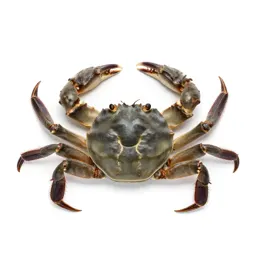 Hard-shell crab