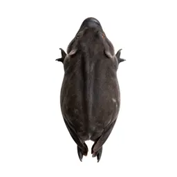 Hog sucker